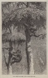 Der nestbauende Affe in seinem Unterschlupf